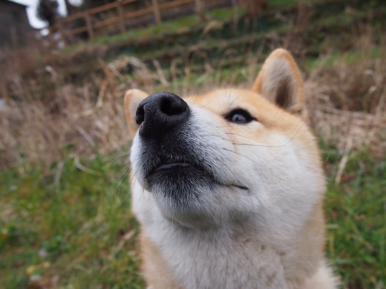 九游体育直播-当历史回响未来，从苏格兰强压利物浦，到本泽马2026世界杯的传奇接管